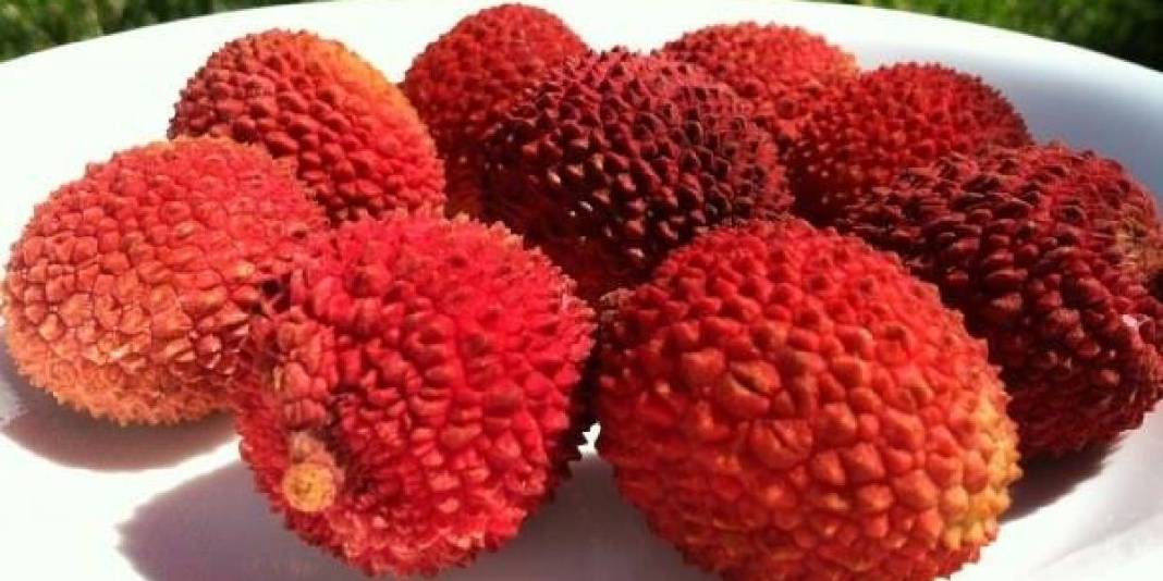 Mucize meyve sadece Mersin’den çıkıyor! Tadıyla şaşırtıyor, kral meyvesi ömrü uzatıyor 2